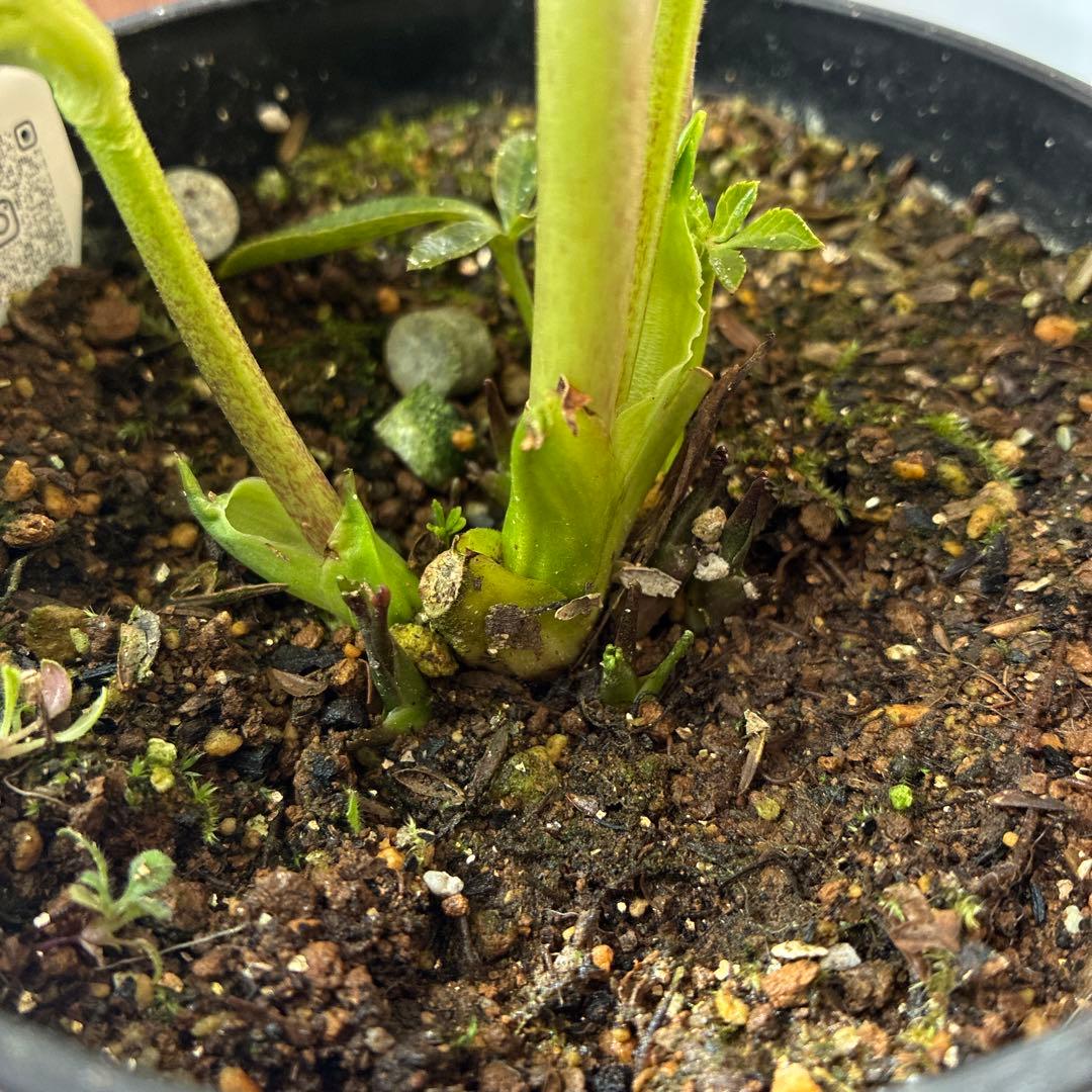 みぃくん　セミダブル白覆輪