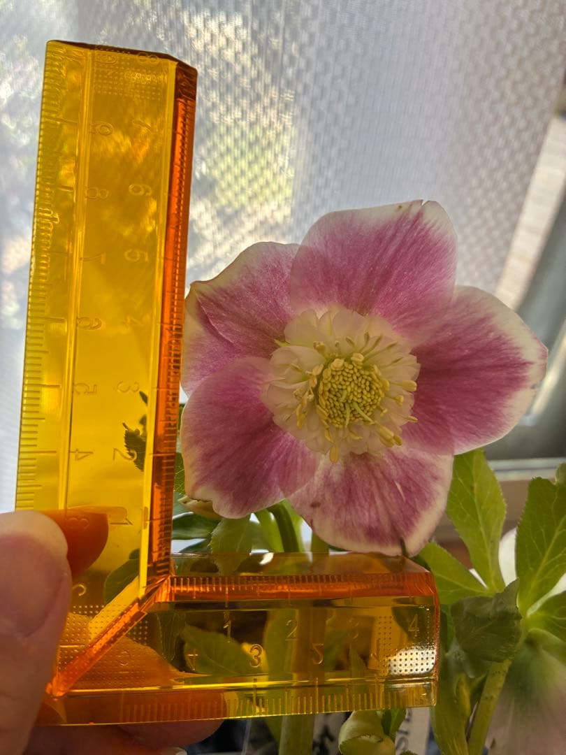 みぃくん　セミダブル白覆輪