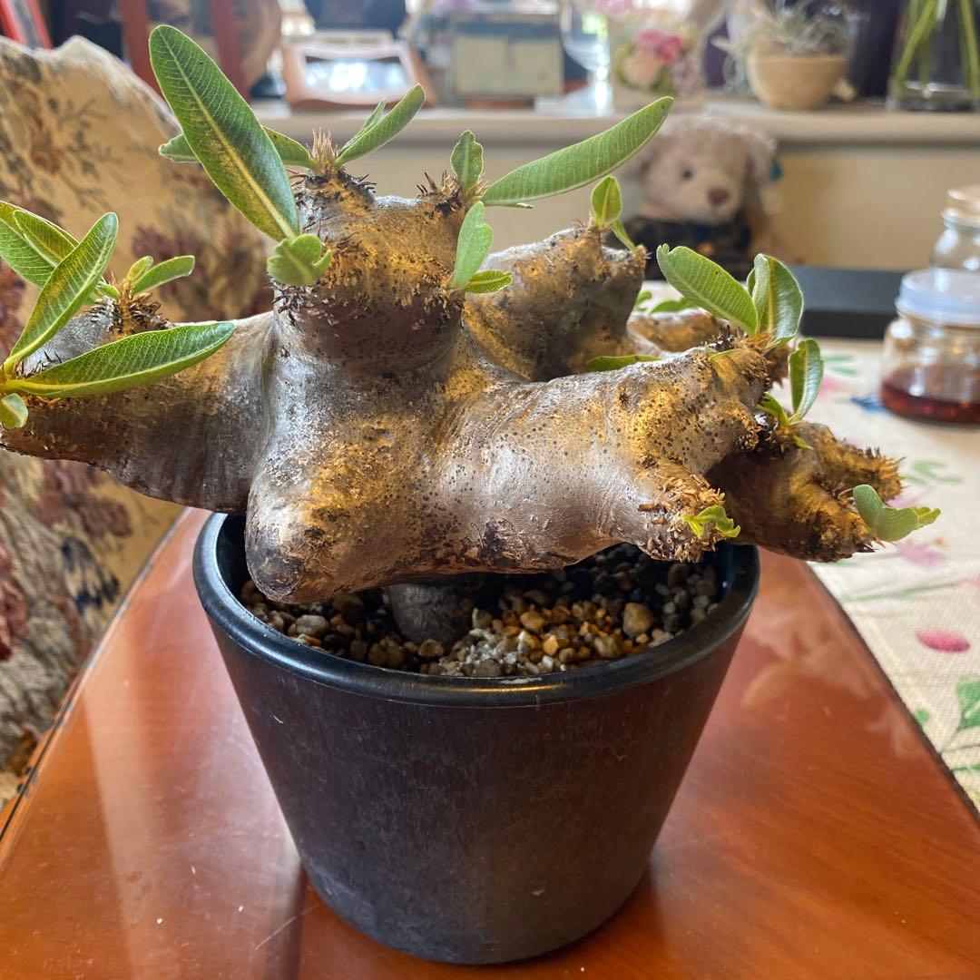 ブレピカリックス 大きめ 現地球 落葉しました