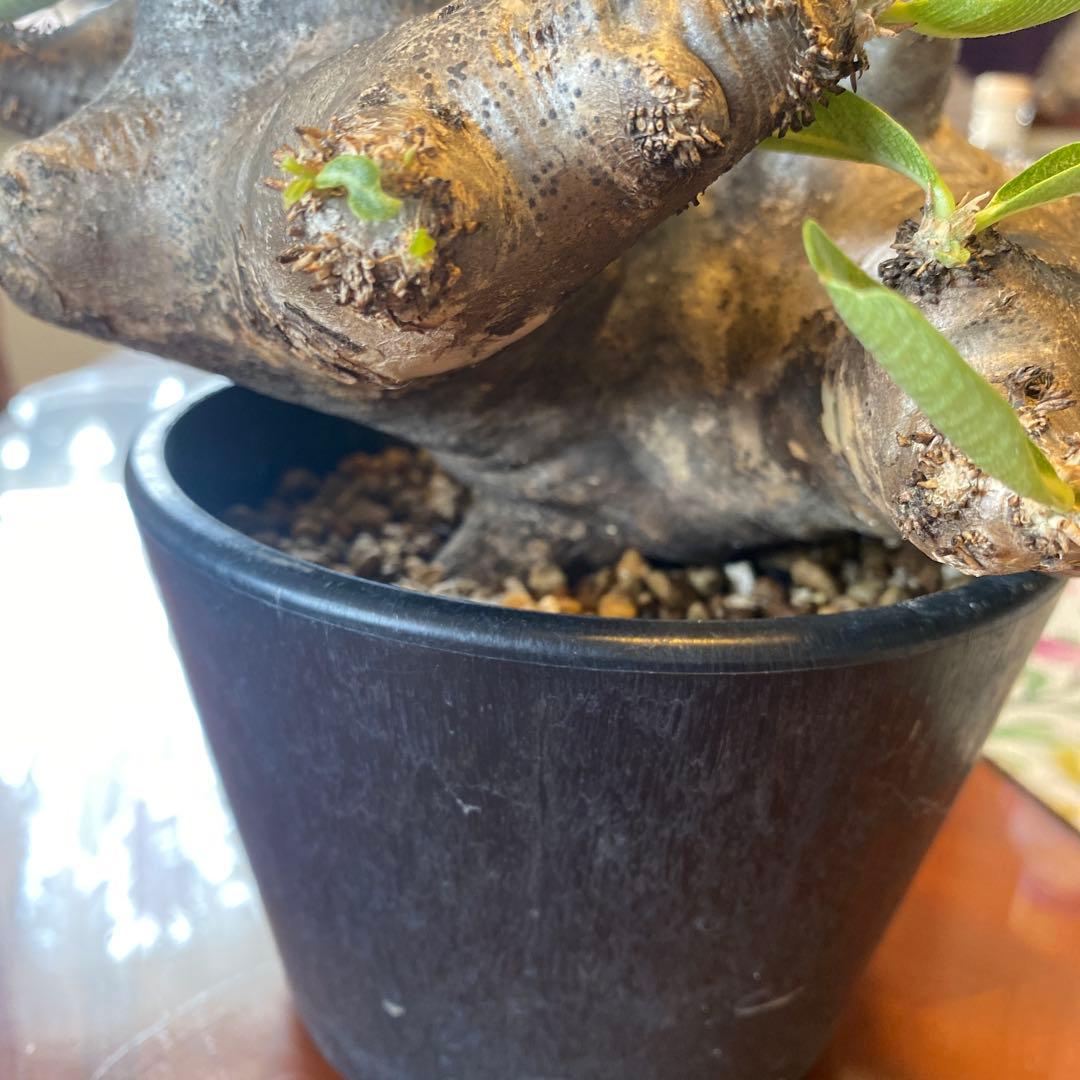 ブレピカリックス 大きめ 現地球 落葉しました