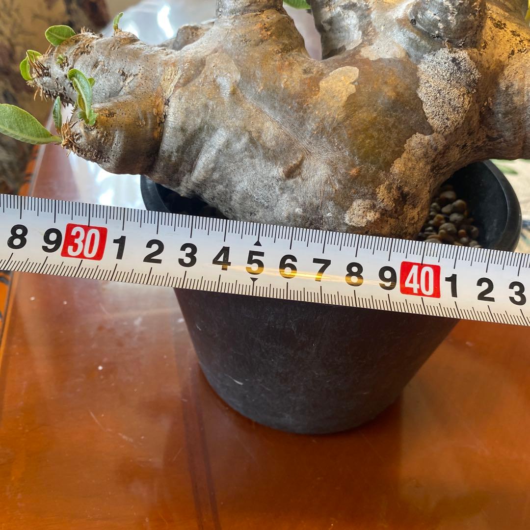 ブレピカリックス 大きめ 現地球 落葉しました