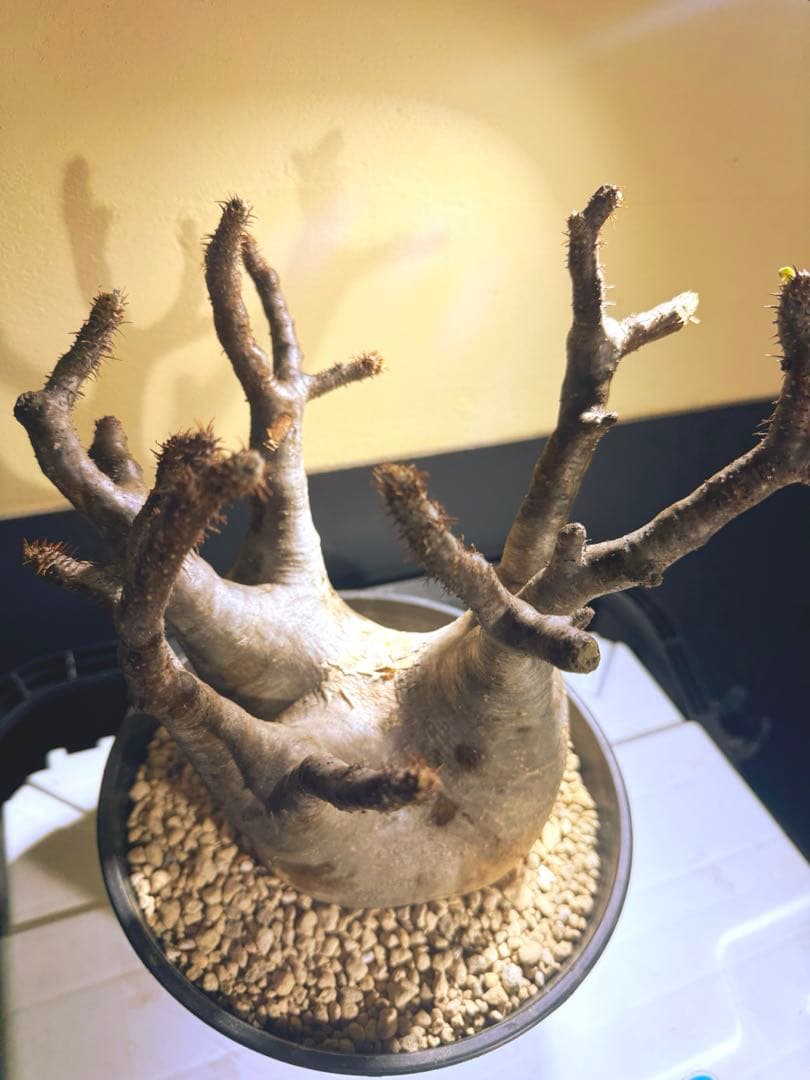 中型塊根植物　グラキリス　只今、 水耕管理中 多枝株