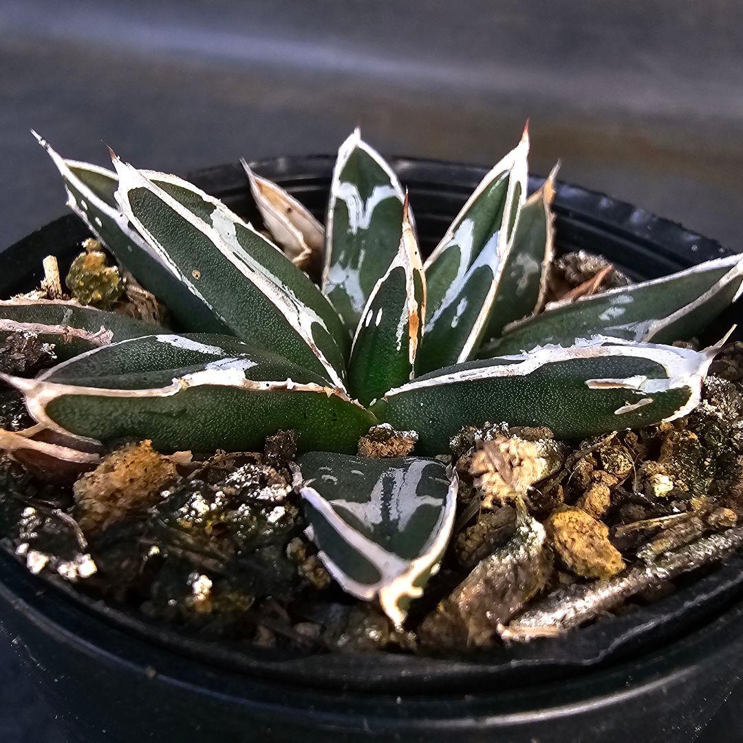 メルカリ便発送&ロウルサンコさんラベル付き☆アガベ 名峰富士