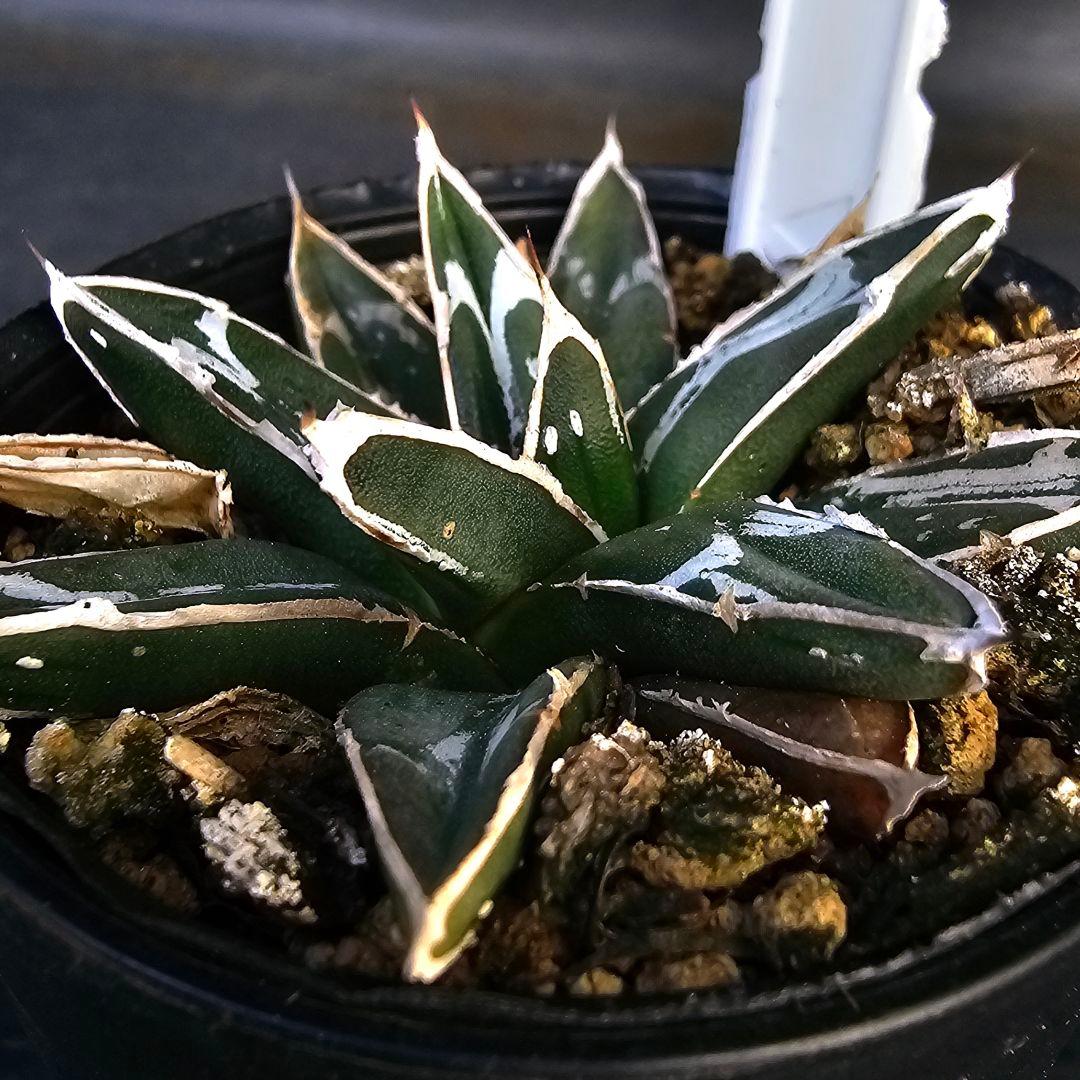 メルカリ便発送&ロウルサンコさんラベル付き☆アガベ 名峰富士