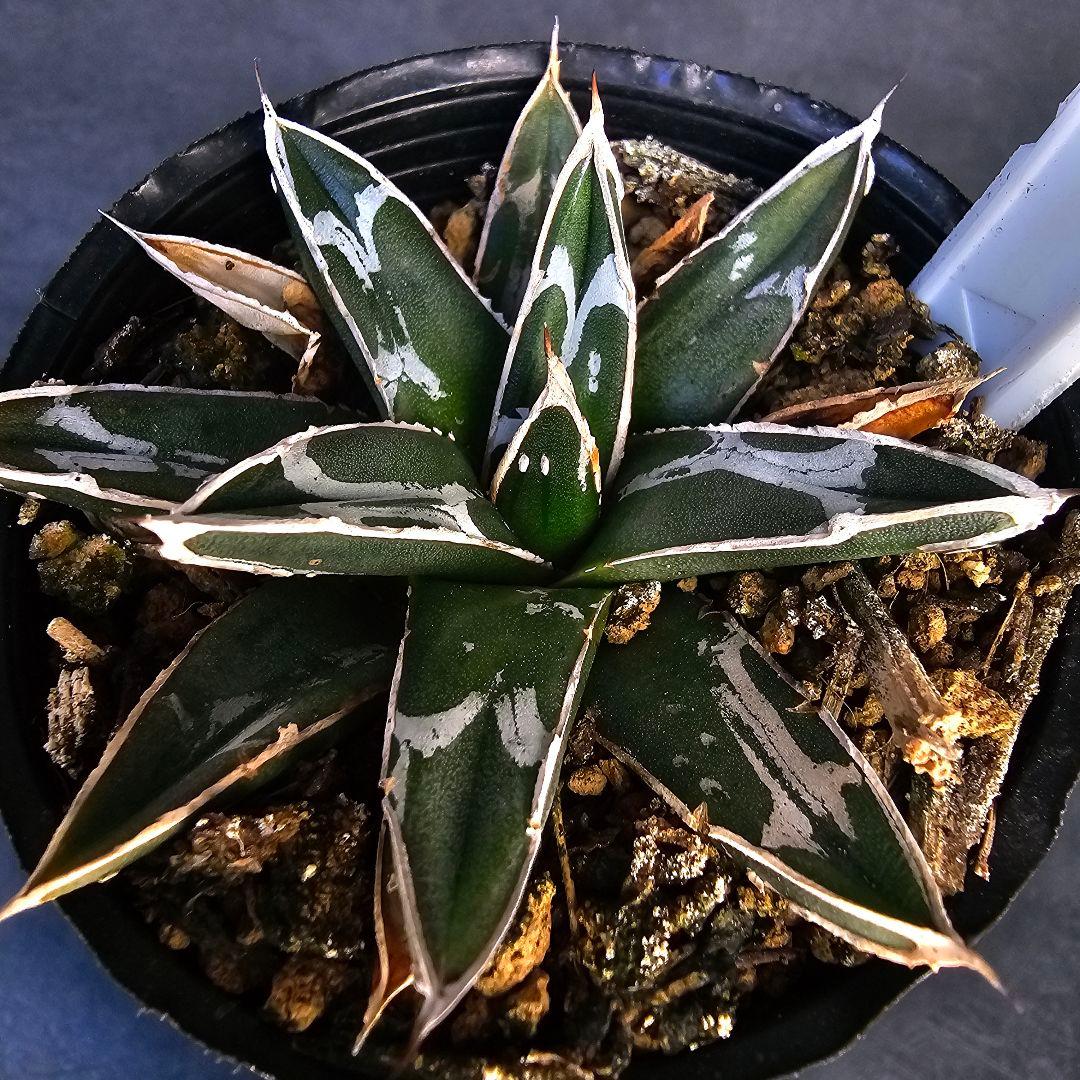 メルカリ便発送&ロウルサンコさんラベル付き☆アガベ 名峰富士