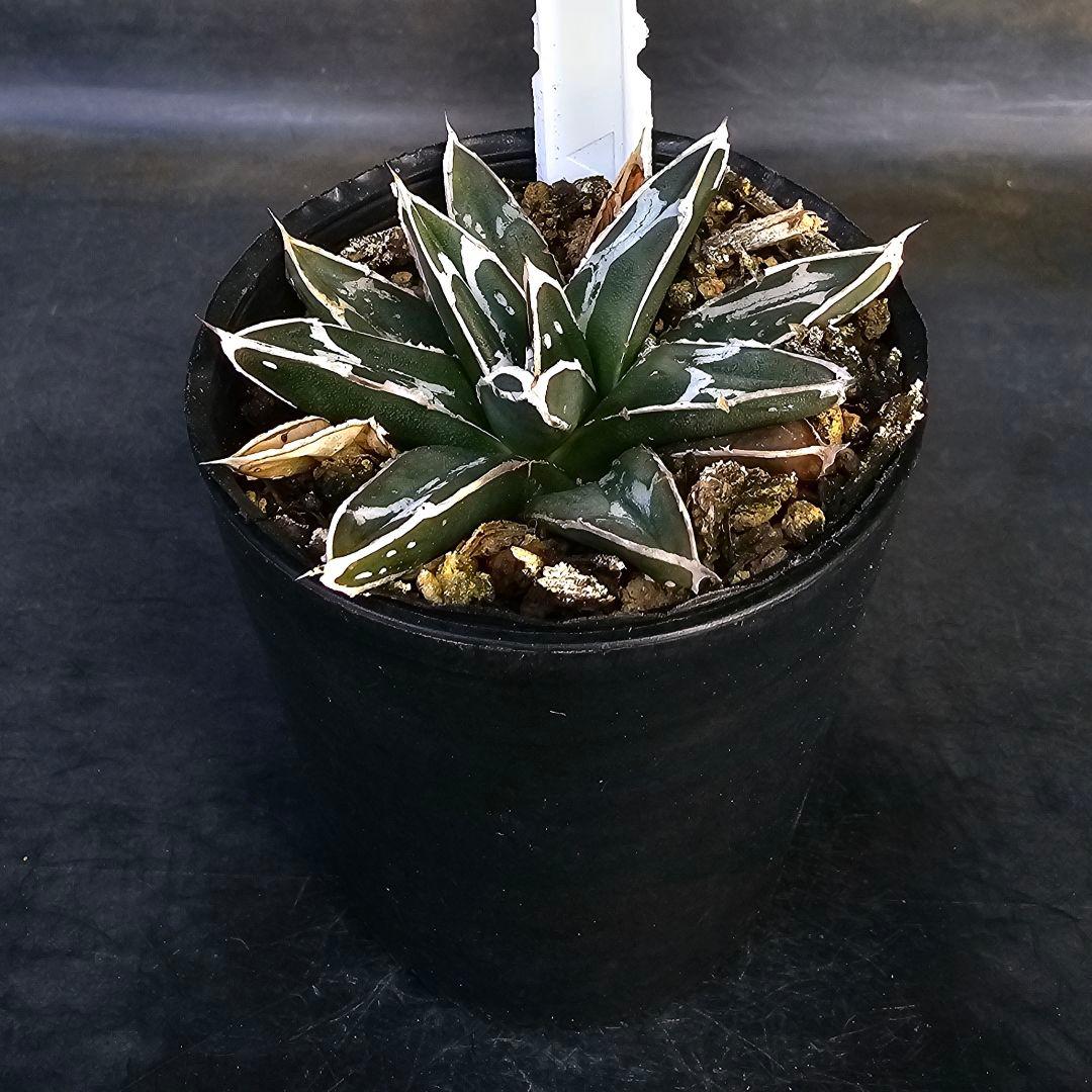 メルカリ便発送&ロウルサンコさんラベル付き☆アガベ 名峰富士