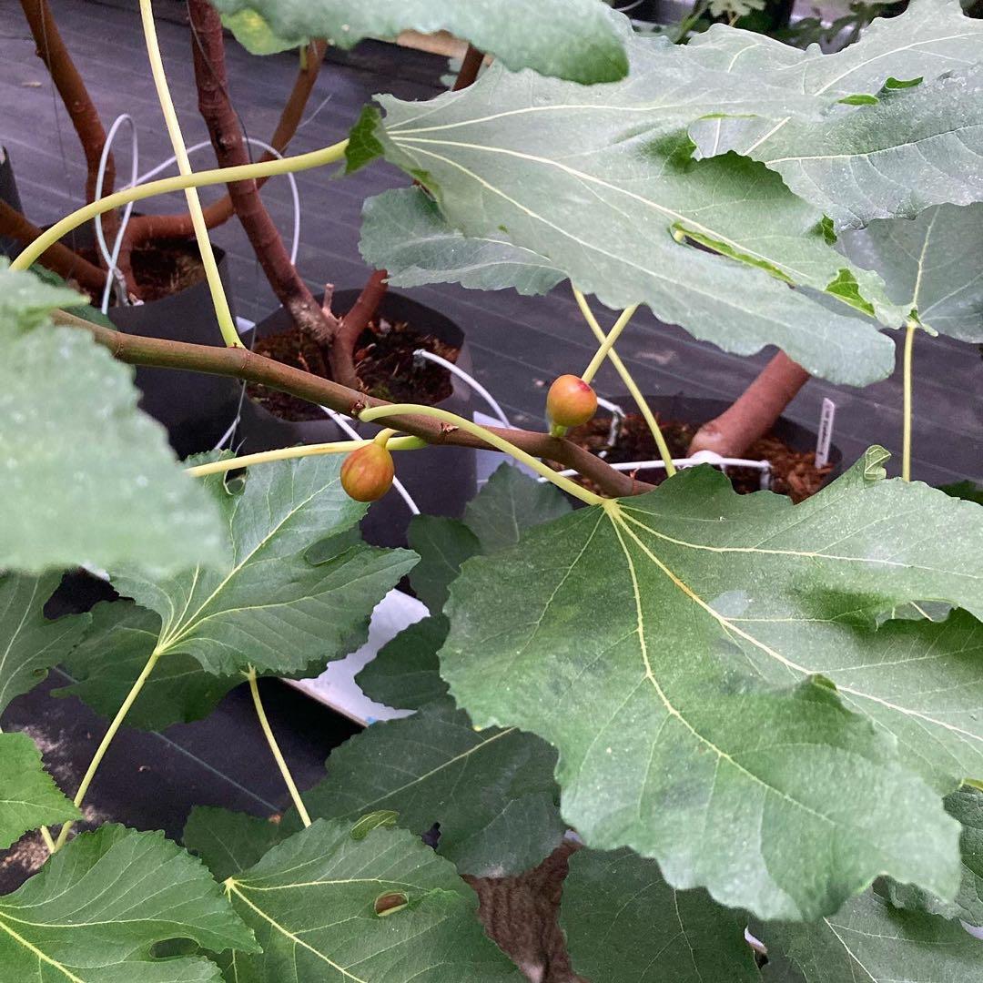 挿木苗 イチジク