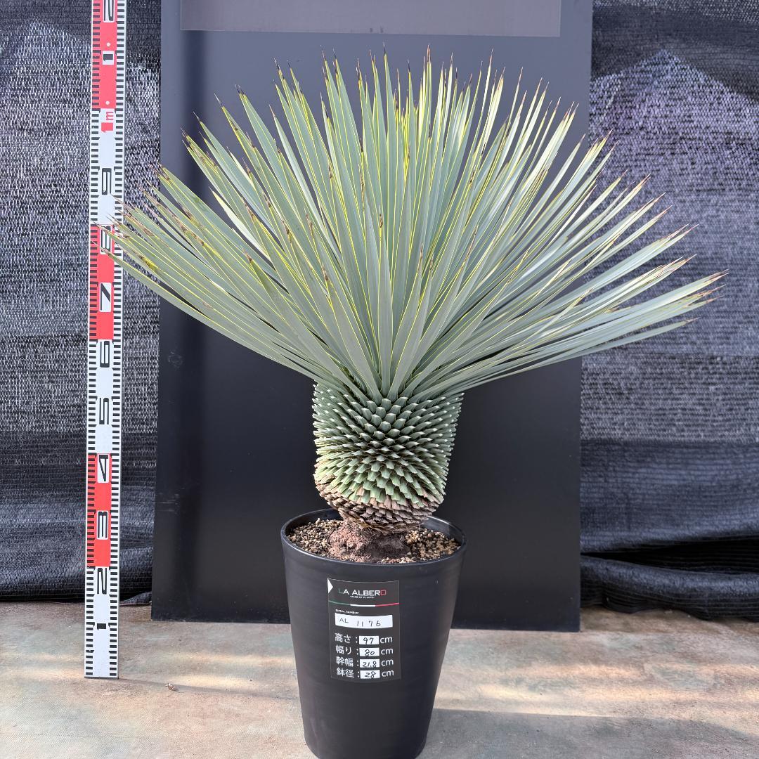 【AL1176】ユッカ　ロストラータ　超美形　極太　シルバーブルー　葉数多