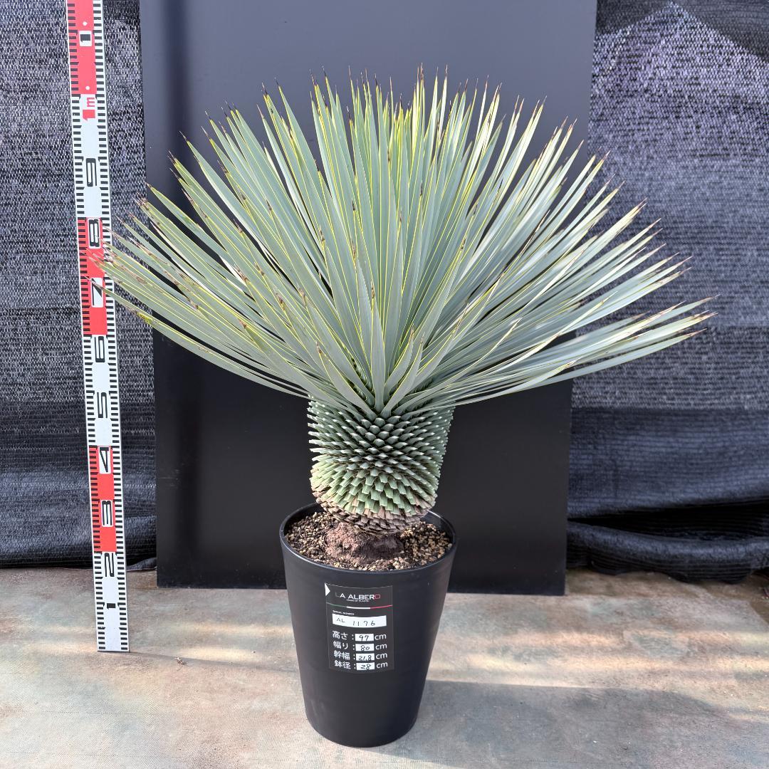 【AL1176】ユッカ　ロストラータ　超美形　極太　シルバーブルー　葉数多