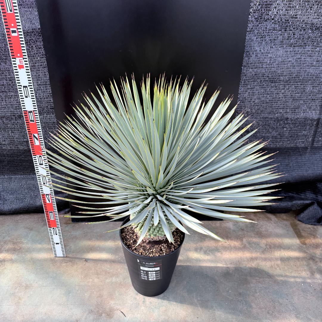 【AL1176】ユッカ　ロストラータ　超美形　極太　シルバーブルー　葉数多