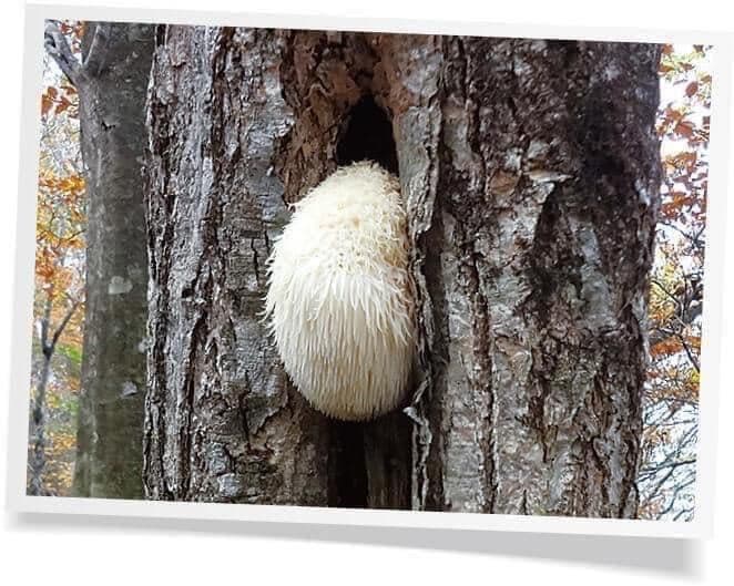 お得⭐️⭐️新商品　オッペン　アガリクス　101α