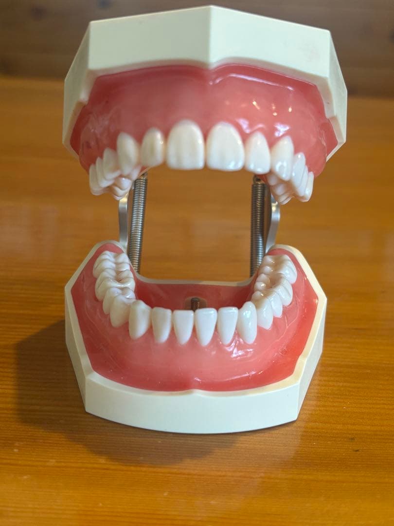 NISSIN ニッシン額模型 歯科用器具