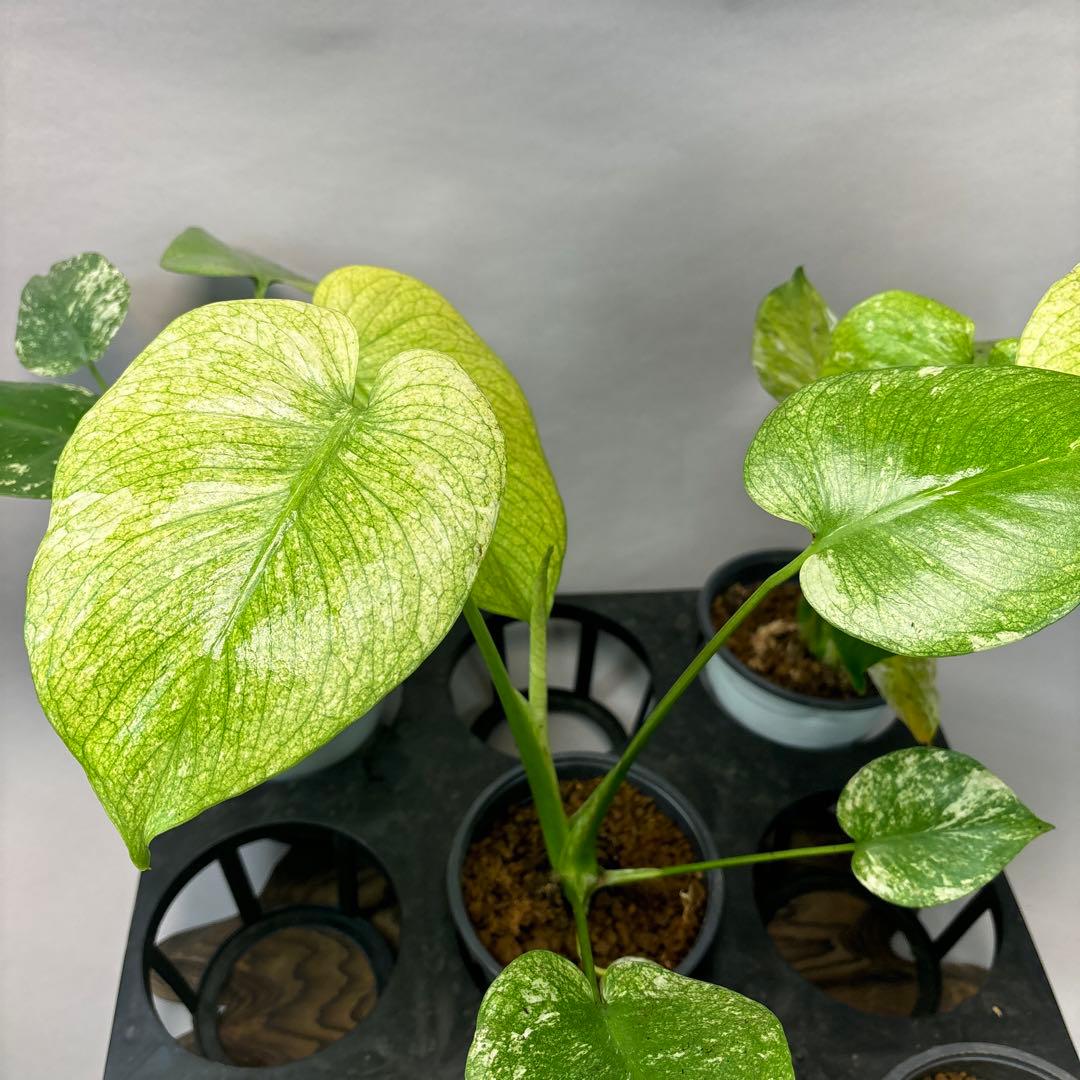 S*T様 5株セットms41【特別選抜】ホワイトモンスター／天津蘭 モンステラ斑