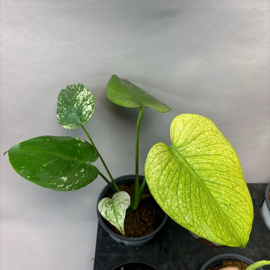 S*T様 5株セットms41【特別選抜】ホワイトモンスター／天津蘭 モンステラ斑