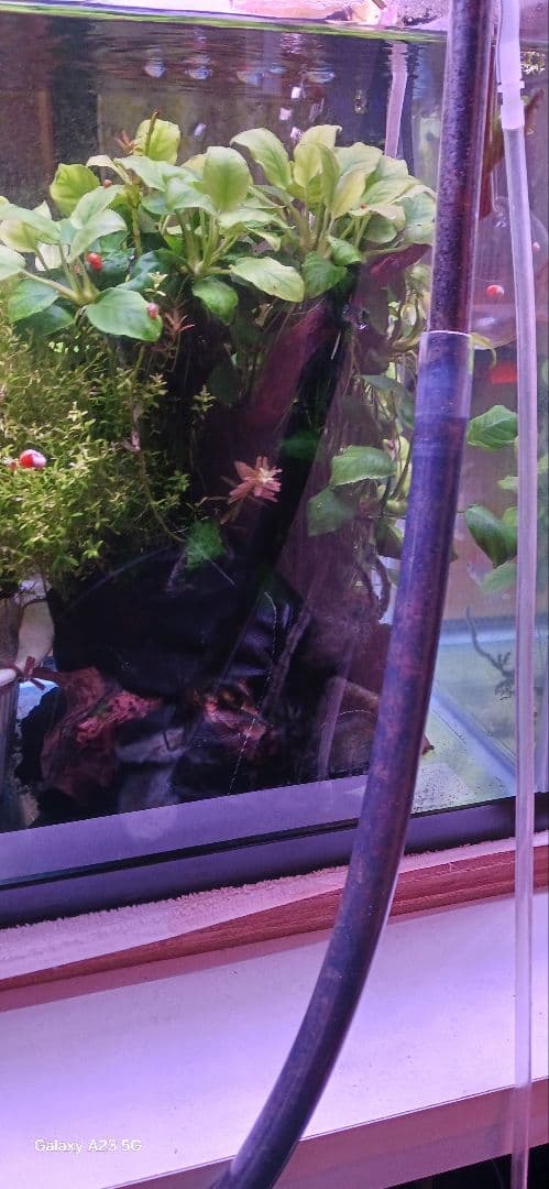 大量のアヌビアスナナ 水槽用「沖縄限定」