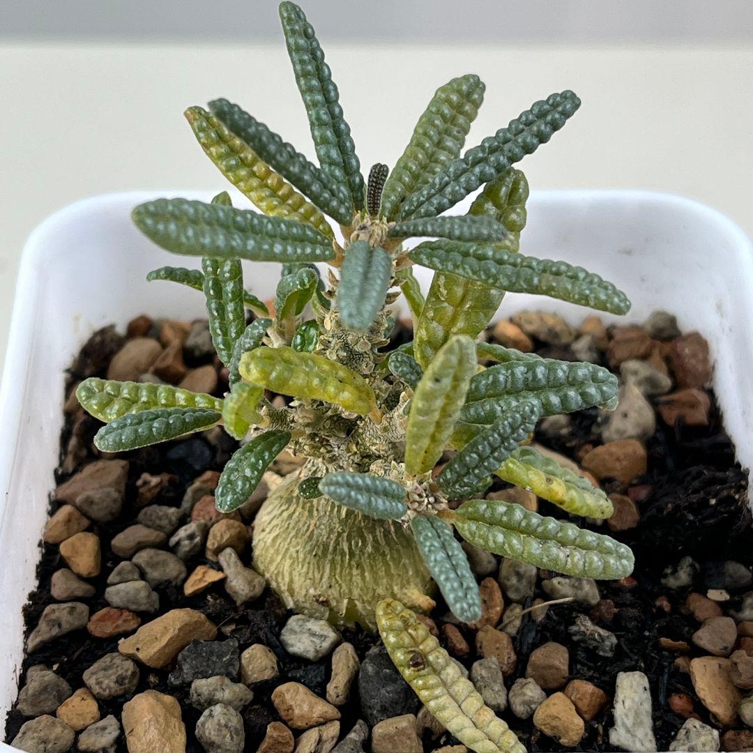 T*N様 E30実生 まん丸 ドルステニア ギガス ブラータ