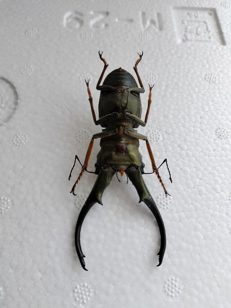 特大モンギローニホソアカクワガタ標本（超貴重）