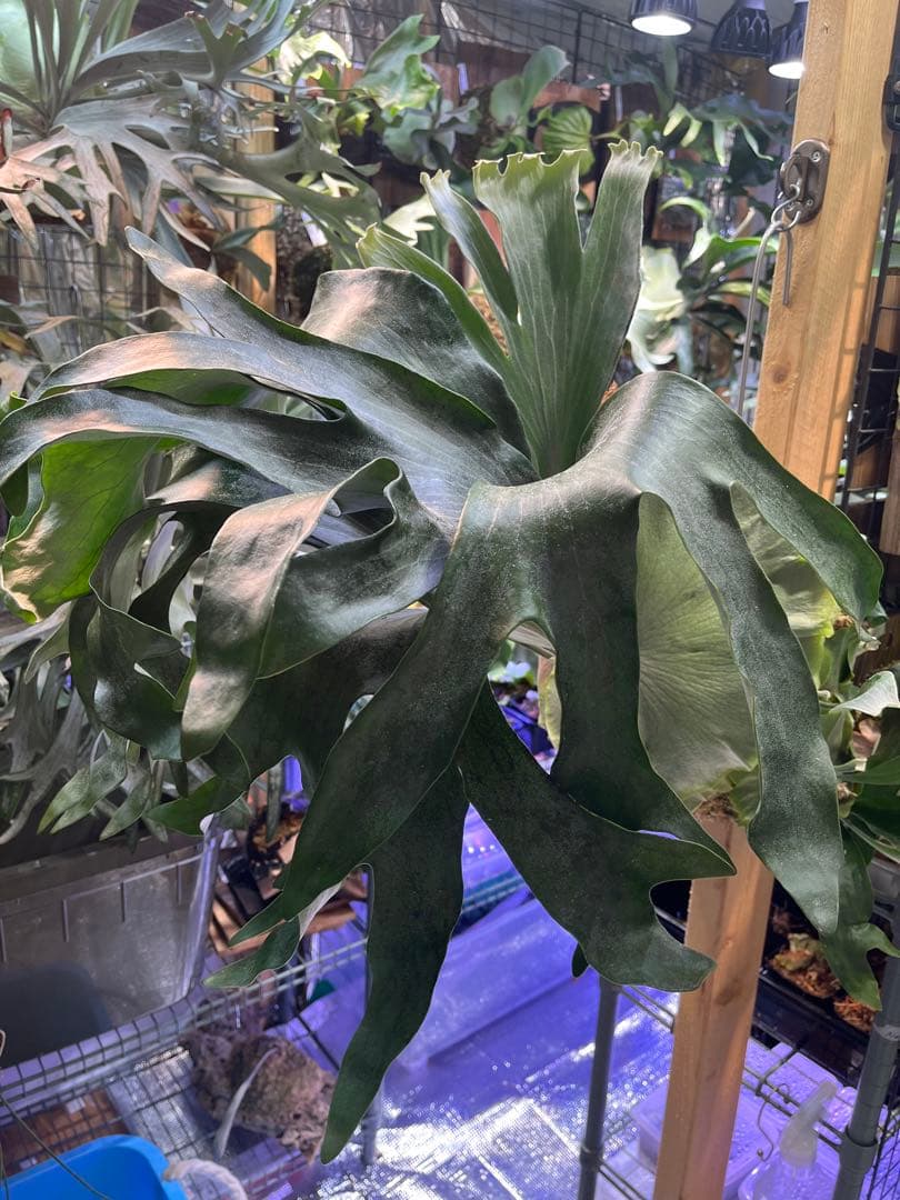 ビカクシダ　ヒリー　ナンプー　hillii nampu OC 板付　大株