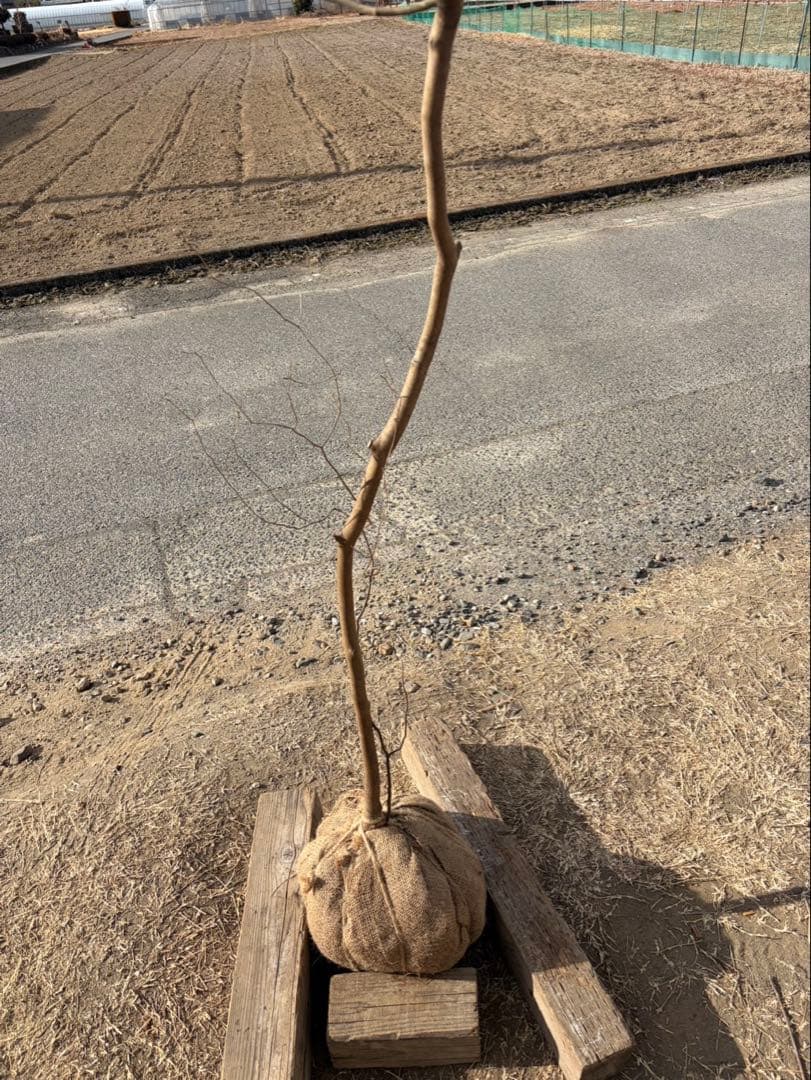 山採り ヤマコウバシ 自然樹形