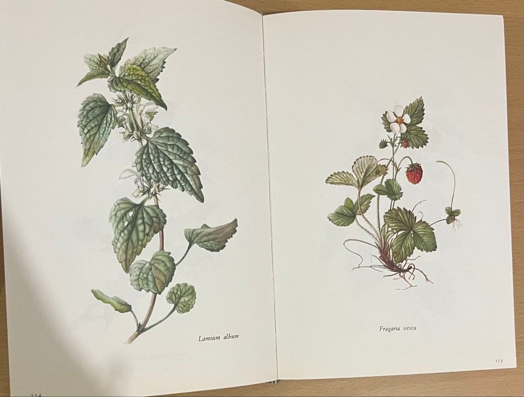 NO.248 古書 洋書 絵本 ドイツ植物図鑑　ボタニカルアート 野花