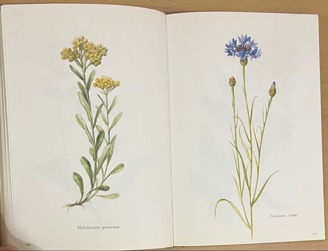 NO.248 古書 洋書 絵本 ドイツ植物図鑑　ボタニカルアート 野花