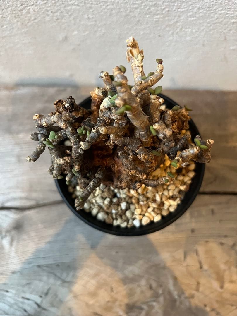 発根済　ケラリアピグマエア　ベアルート株　⑦