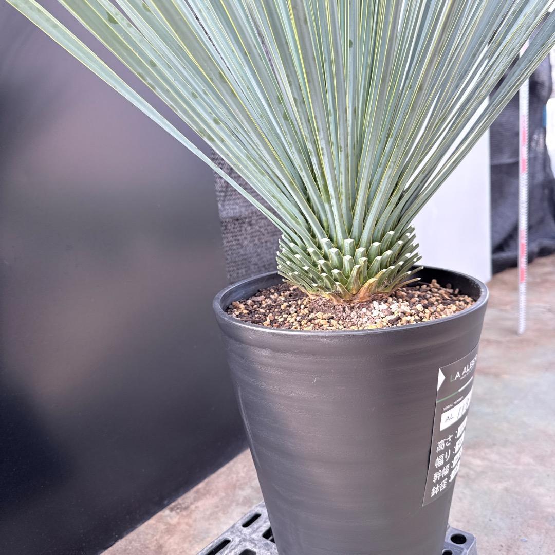 【AL1185】ユッカ　ロストラータ　ランチョブルー