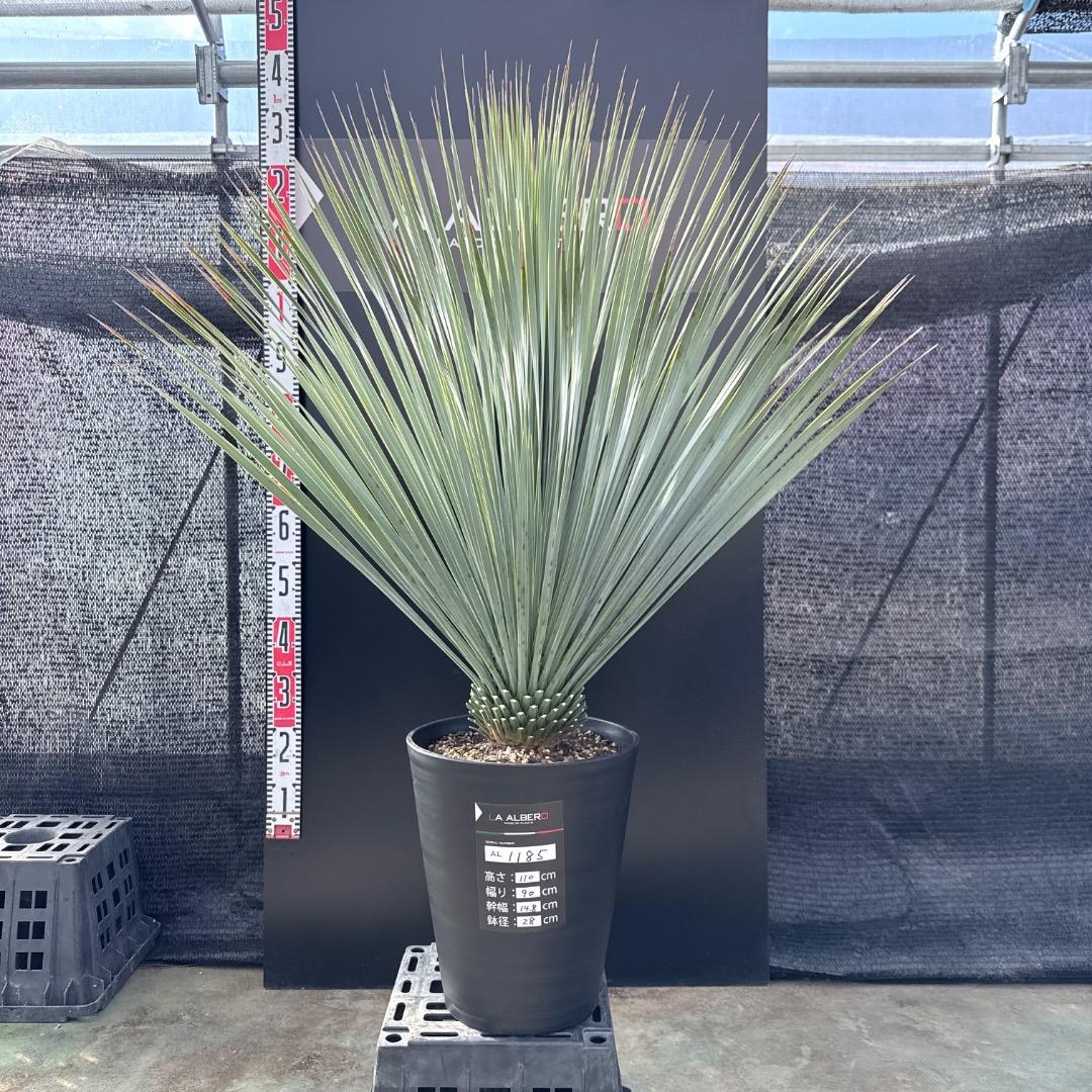 【AL1185】ユッカ　ロストラータ　ランチョブルー