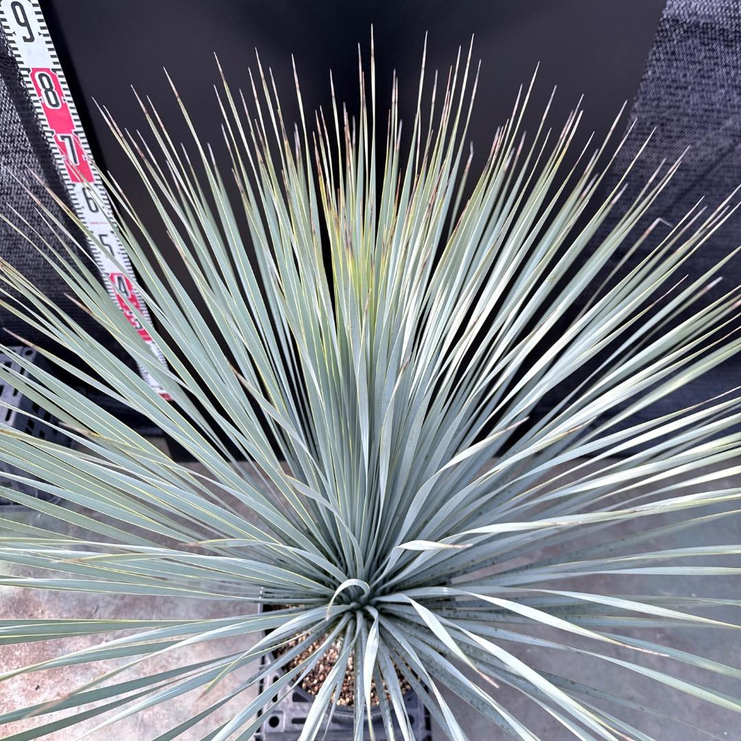 【AL1185】ユッカ　ロストラータ　ランチョブルー