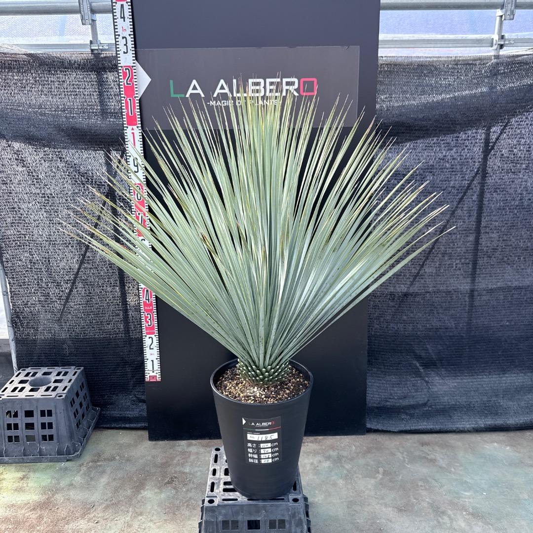 【AL1185】ユッカ　ロストラータ　ランチョブルー