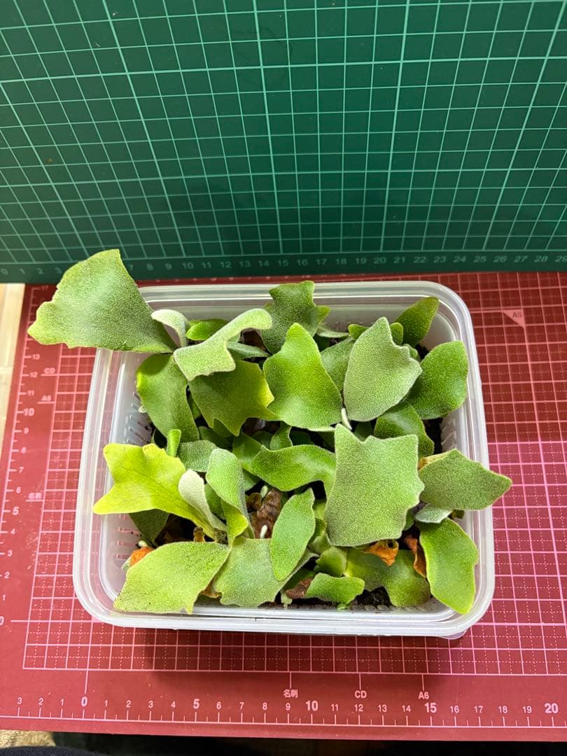 【専用出品　拳王ビカクシダ板職人様】cotton cloud spore