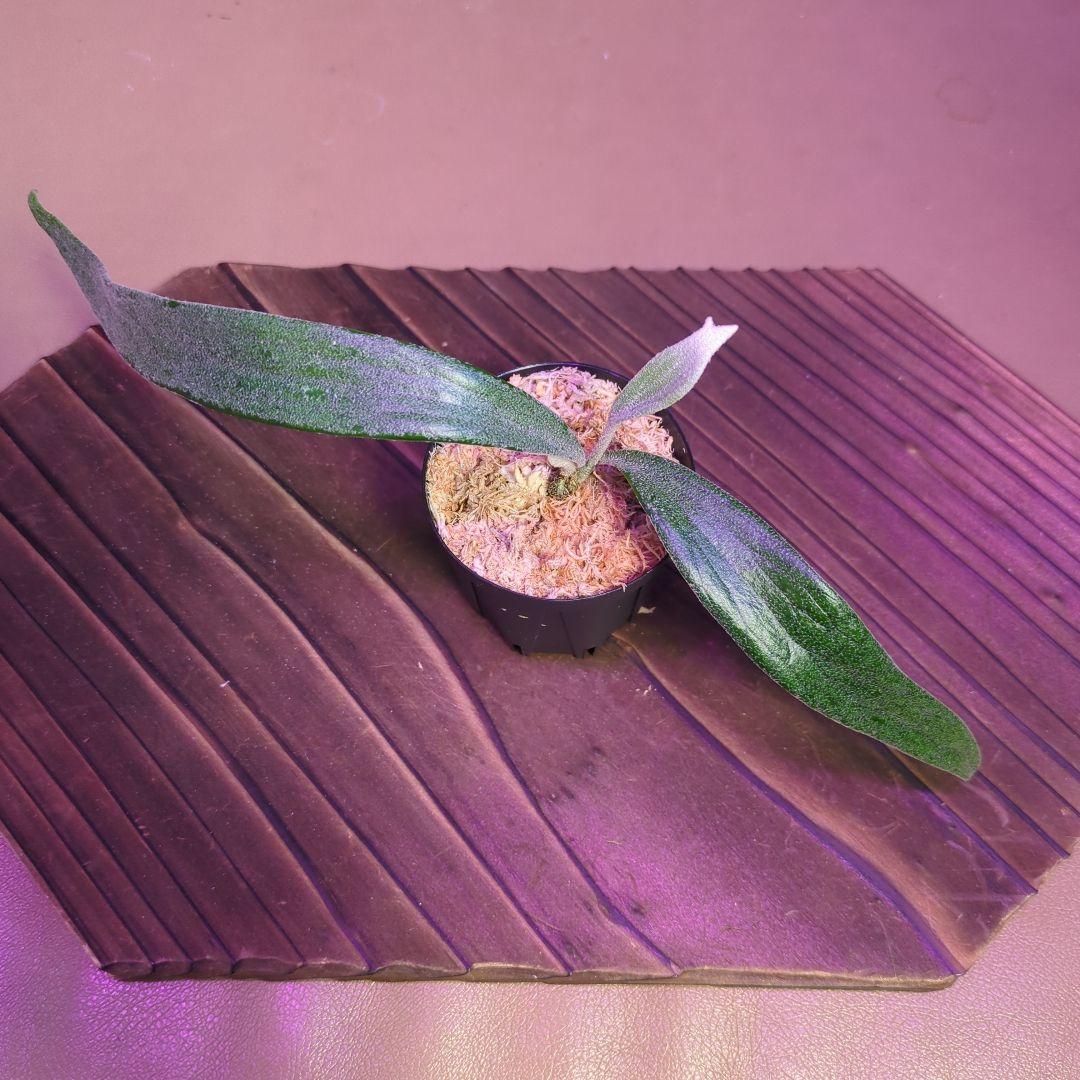 【1株限定出品】P.Mt.Lewis oc/ビカクシダ