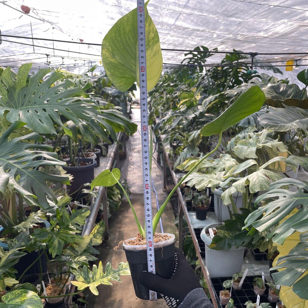 MS16 モンステラ　イエローマリリン　黄斑入り