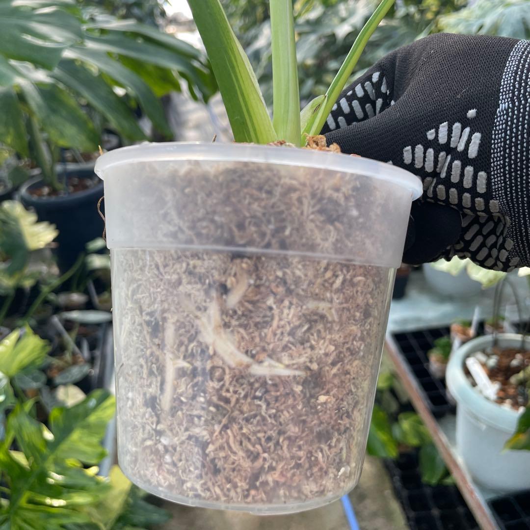 MS16 モンステラ　イエローマリリン　黄斑入り