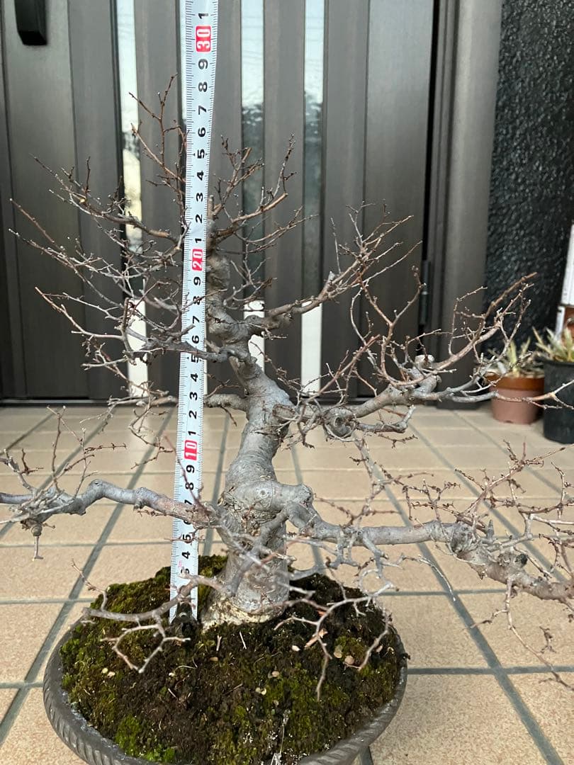◉欅ケヤキ盆栽　極太　究極の逸品！　大特価！早いもの勝ち。