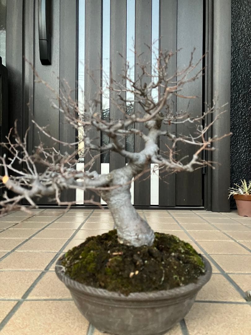 ◉欅ケヤキ盆栽　極太　究極の逸品！　大特価！早いもの勝ち。