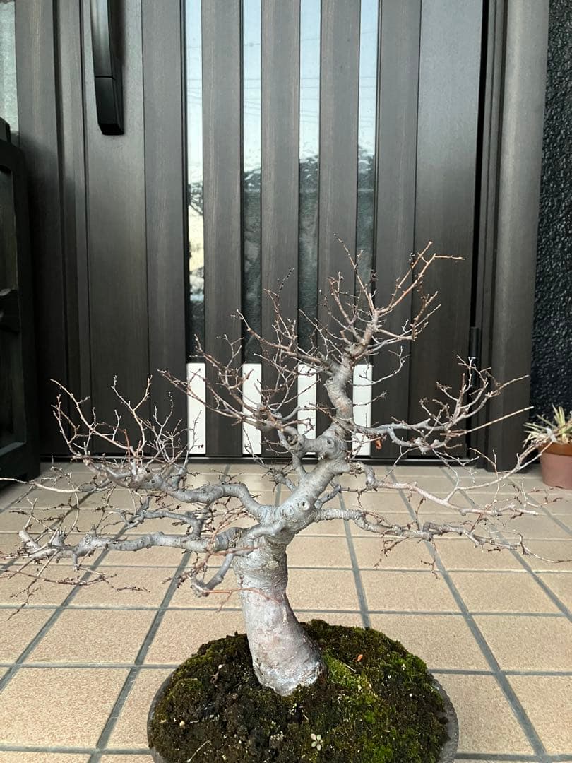 ◉欅ケヤキ盆栽　極太　究極の逸品！　大特価！早いもの勝ち。