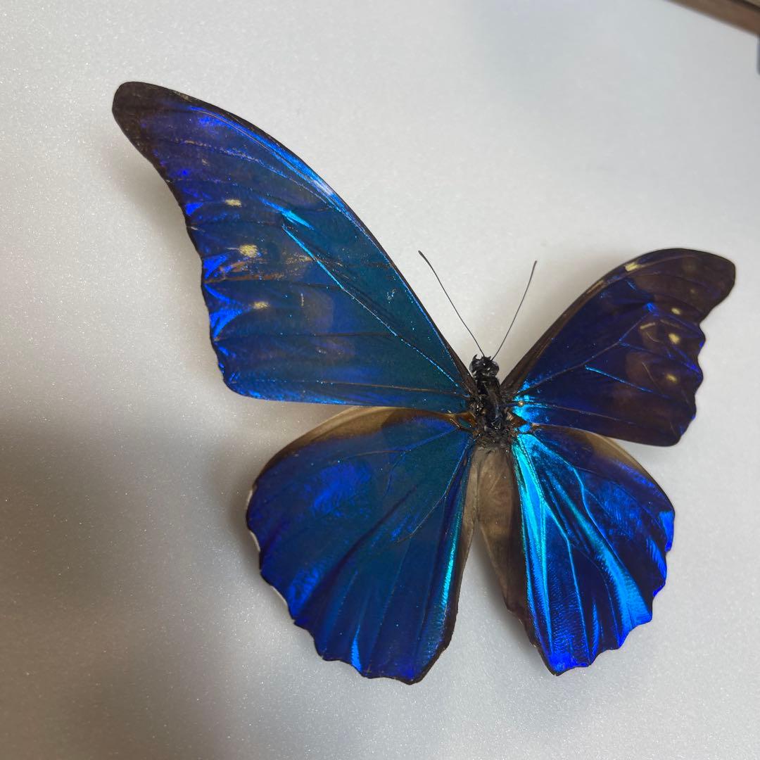 モルフォ蝶標本