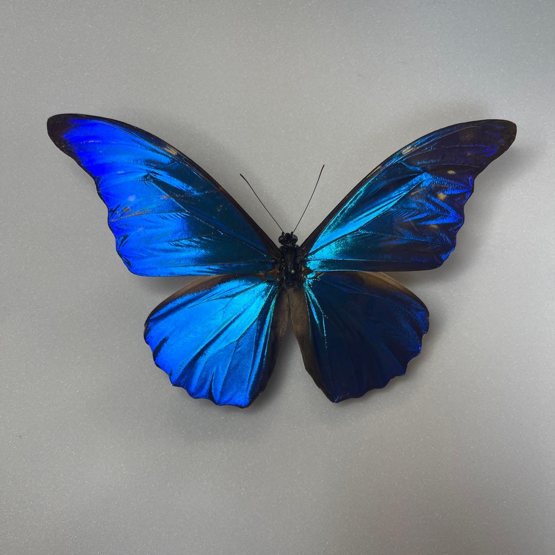 モルフォ蝶標本
