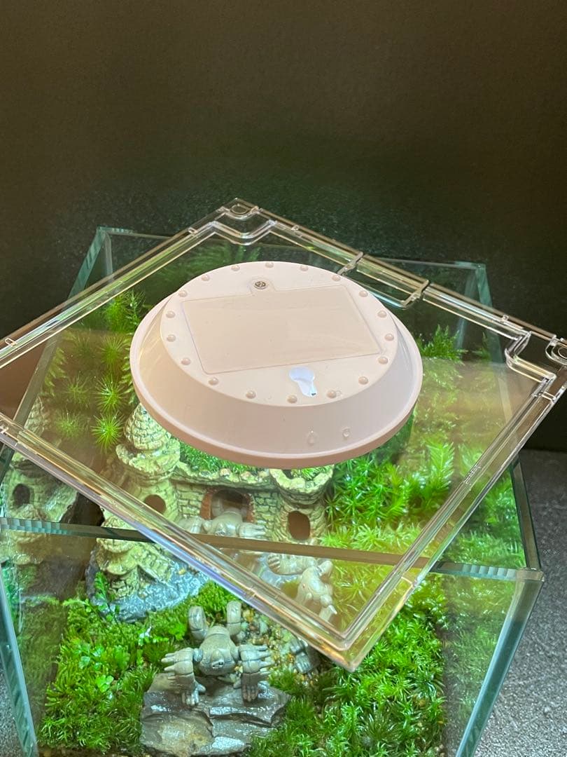 専用商品　苔テラリウム+ライト付　⑦