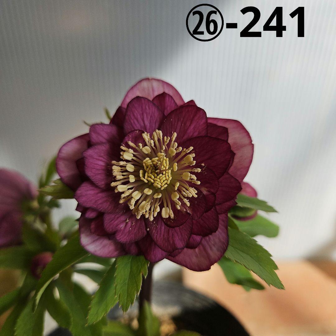 チャッピ様ご購入苗㉖-241㉖-242クリスマスローズ