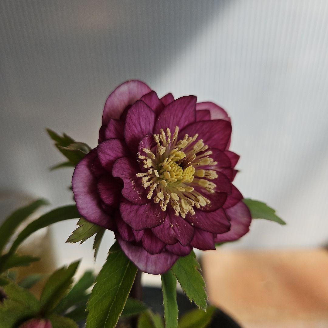 チャッピ様ご購入苗㉖-241㉖-242クリスマスローズ