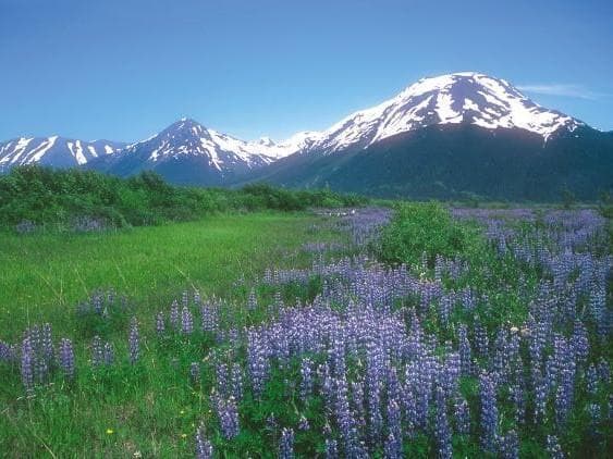 【予約品】ソウルサポートスプレー(120ml)　フラワーエッセンス　アラスカン