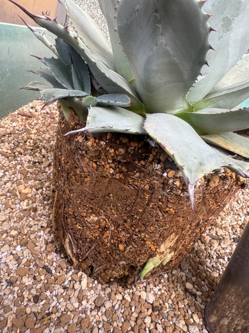 アガベ Agave parryi 'Desert Delight' 259