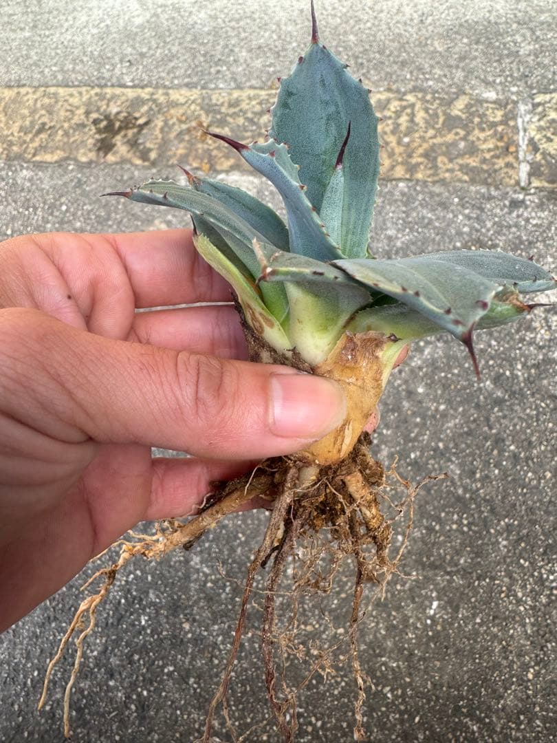 アガベ Agave parryi 'Desert Delight' 259