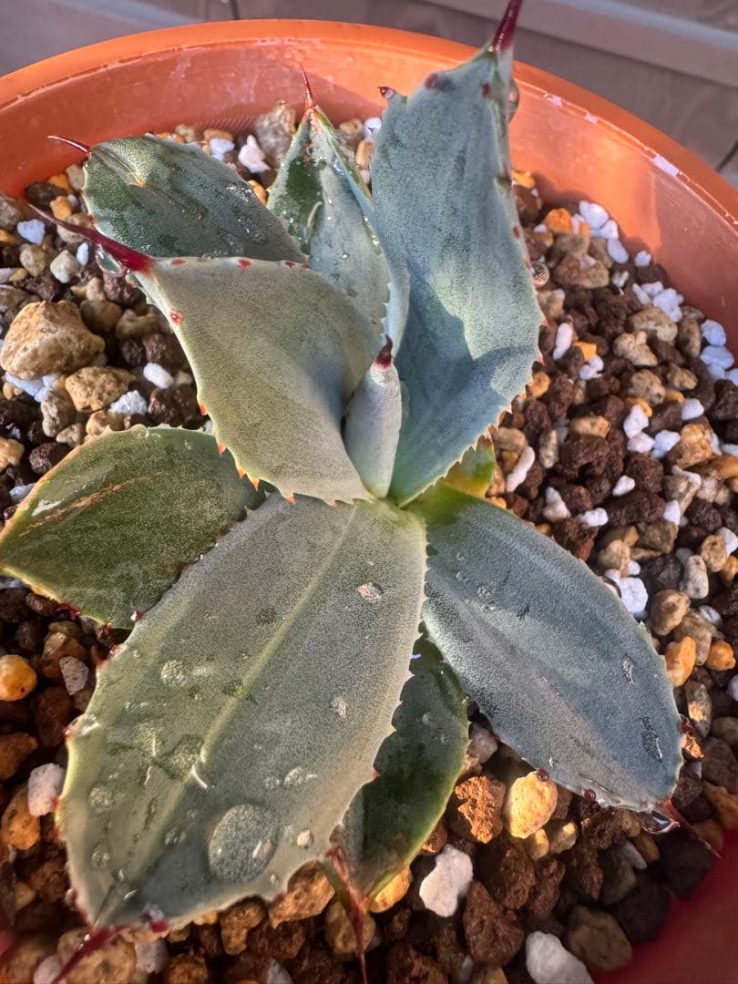 アガベ Agave parryi 'Desert Delight' 259