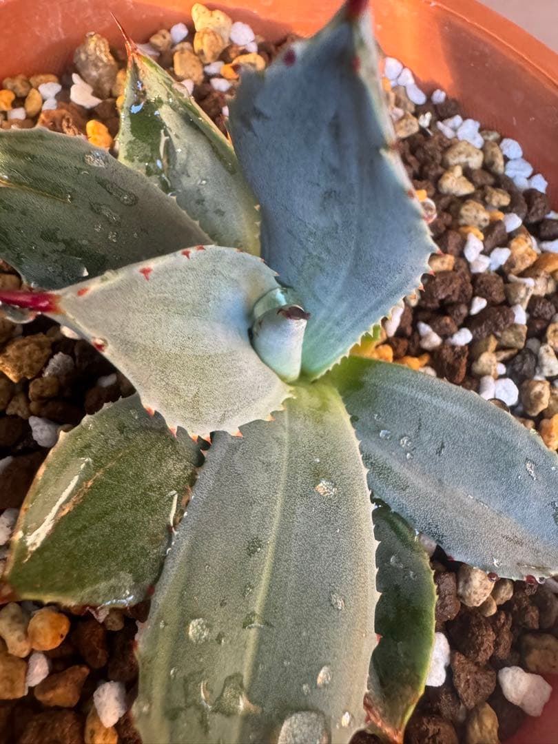 アガベ Agave parryi 'Desert Delight' 259