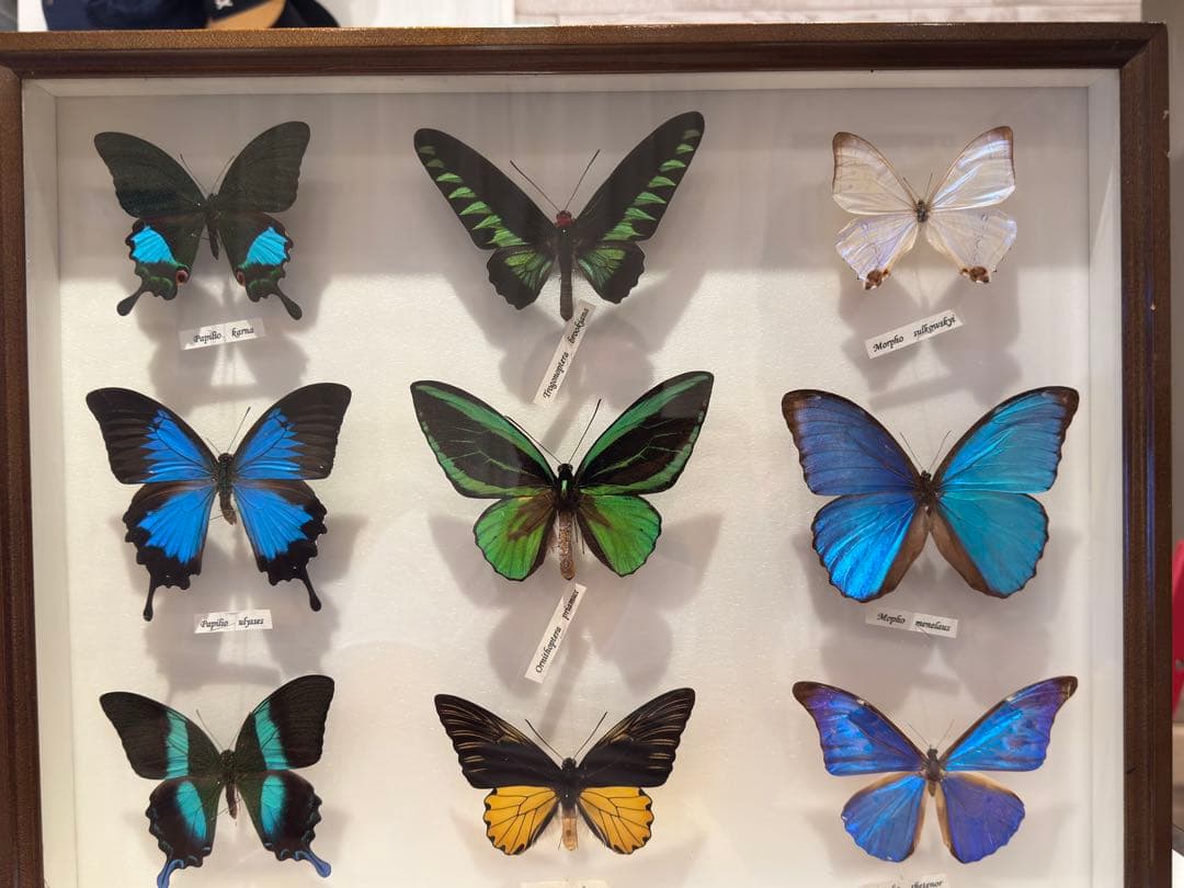 蝶の標本 多種類セット