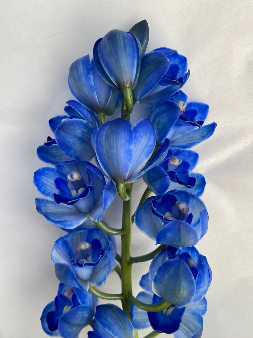 シンビジューム、スプレーストック