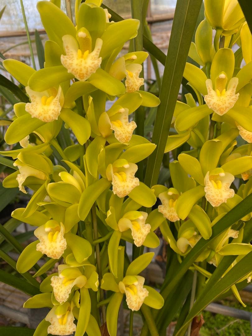 シンビジューム、スプレーストック